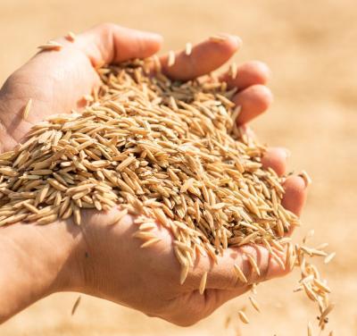 Jau - Unhulled Barley Seeds for Hawan, Pooja | Sri Herbal Online